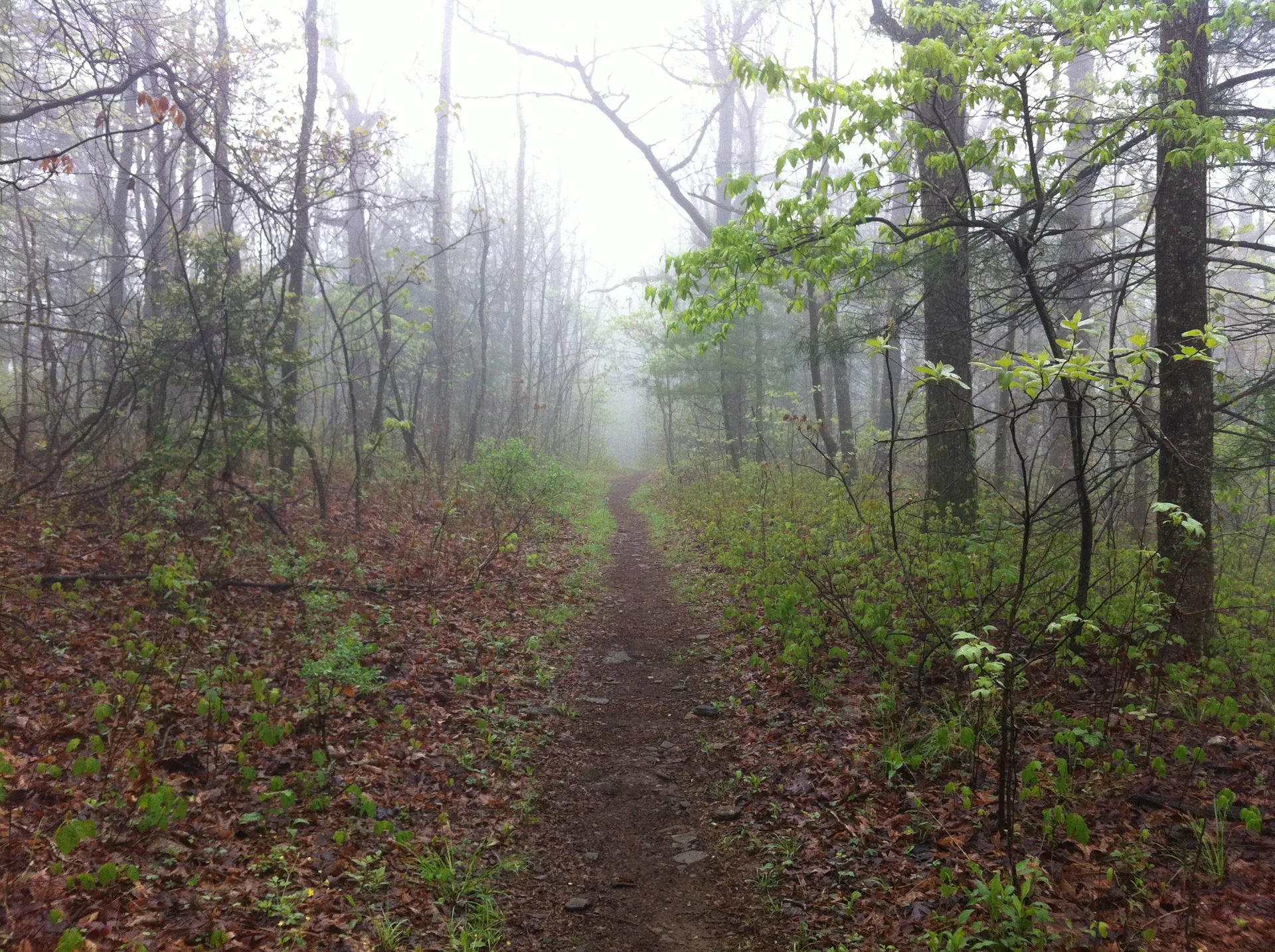 Photo on the Appalachian Trail near Neels Gap, Georgia, April 19, 2012