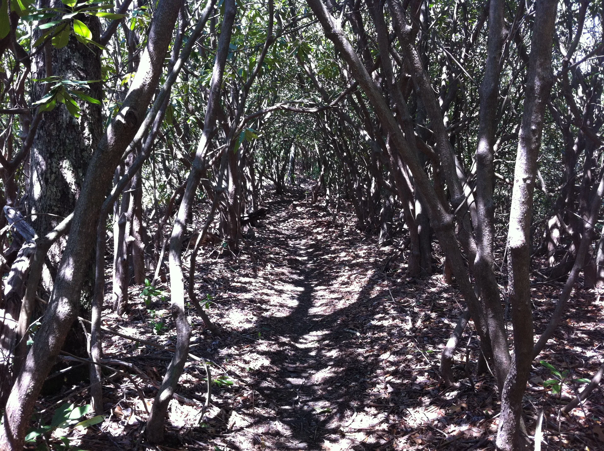Photo on the Appalachian Trail near Nantahala (NOC), North Carolina, April 30, 2012