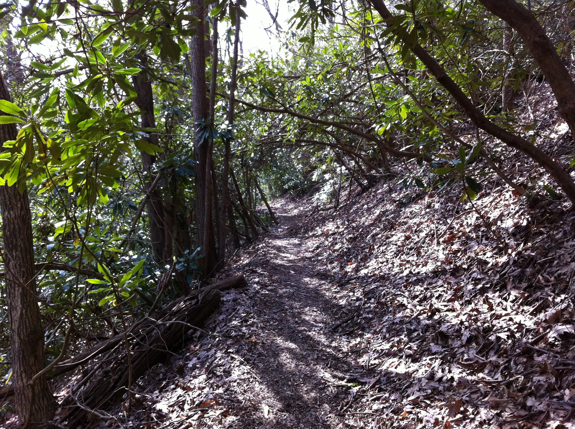 Photo on the Appalachian Trail near Standing Indian, North Carolina, April 25, 2012