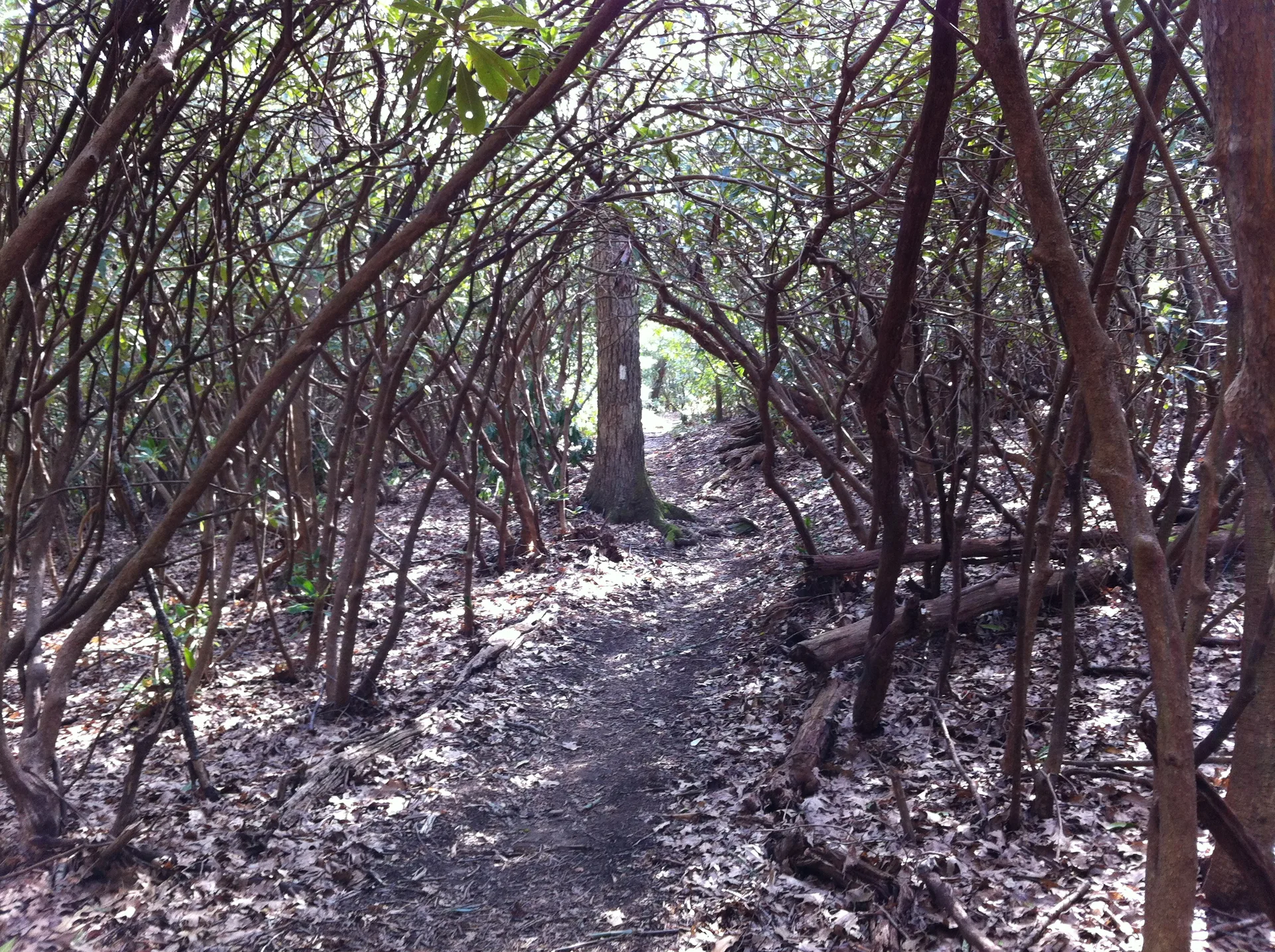 Photo on the Appalachian Trail near Standing Indian, North Carolina, April 25, 2012