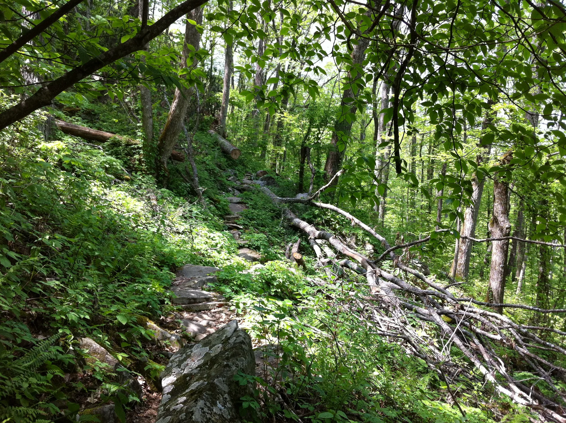 Photo on the Appalachian Trail near Fontana Dam, North Carolina, May 1, 2012