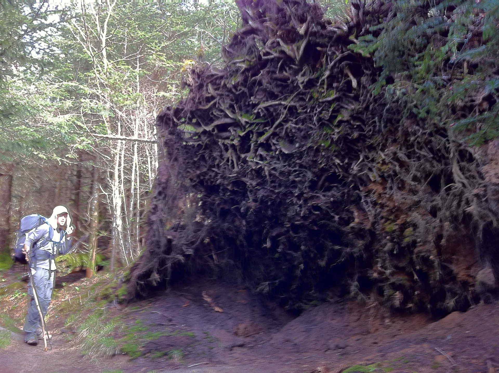 Photo on the Appalachian Trail near Clingmans Dome, North Carolina, May 4, 2012