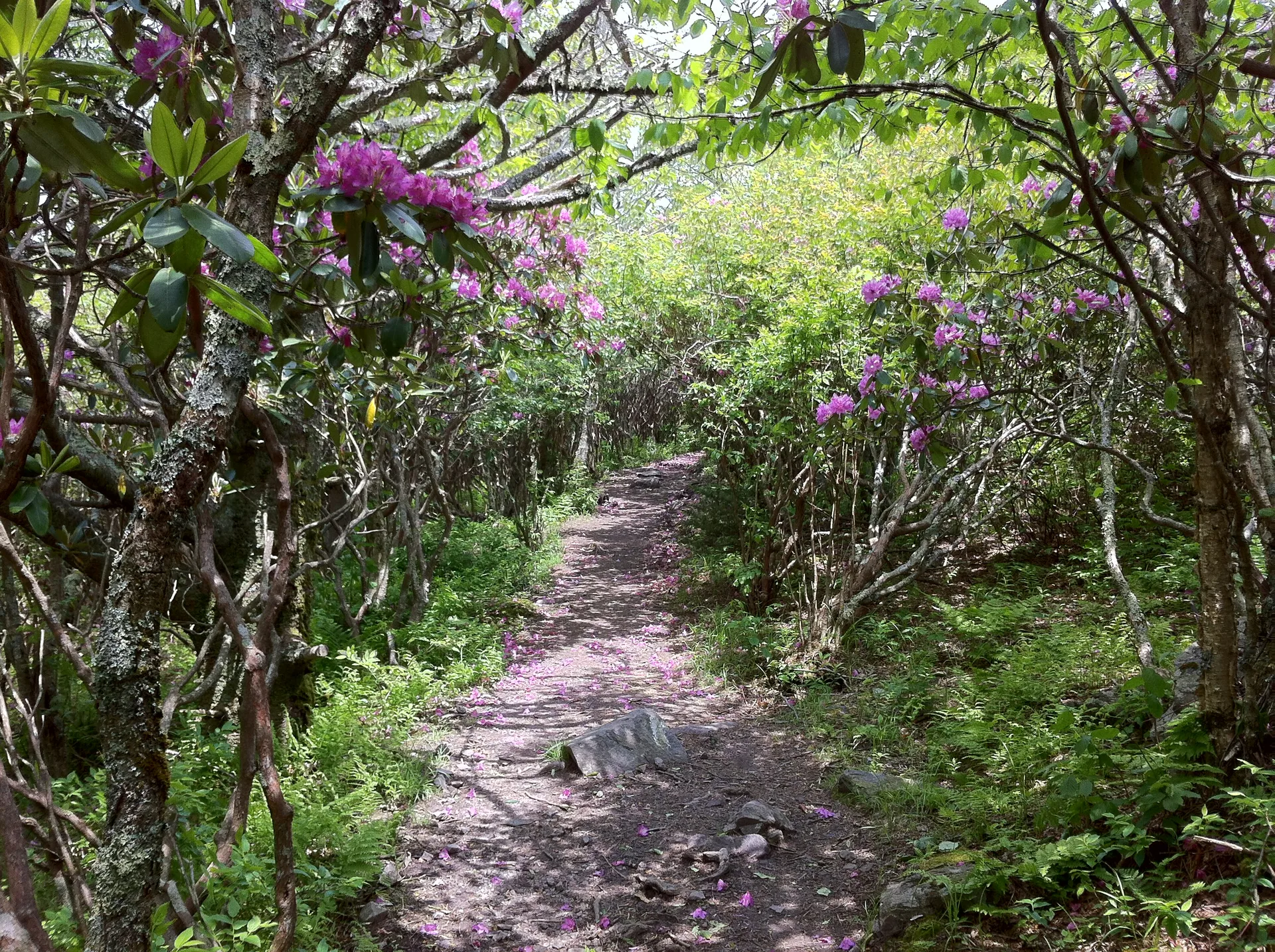 Photo on the Appalachian Trail near Mount Rogers, Virginia, June 3, 2012