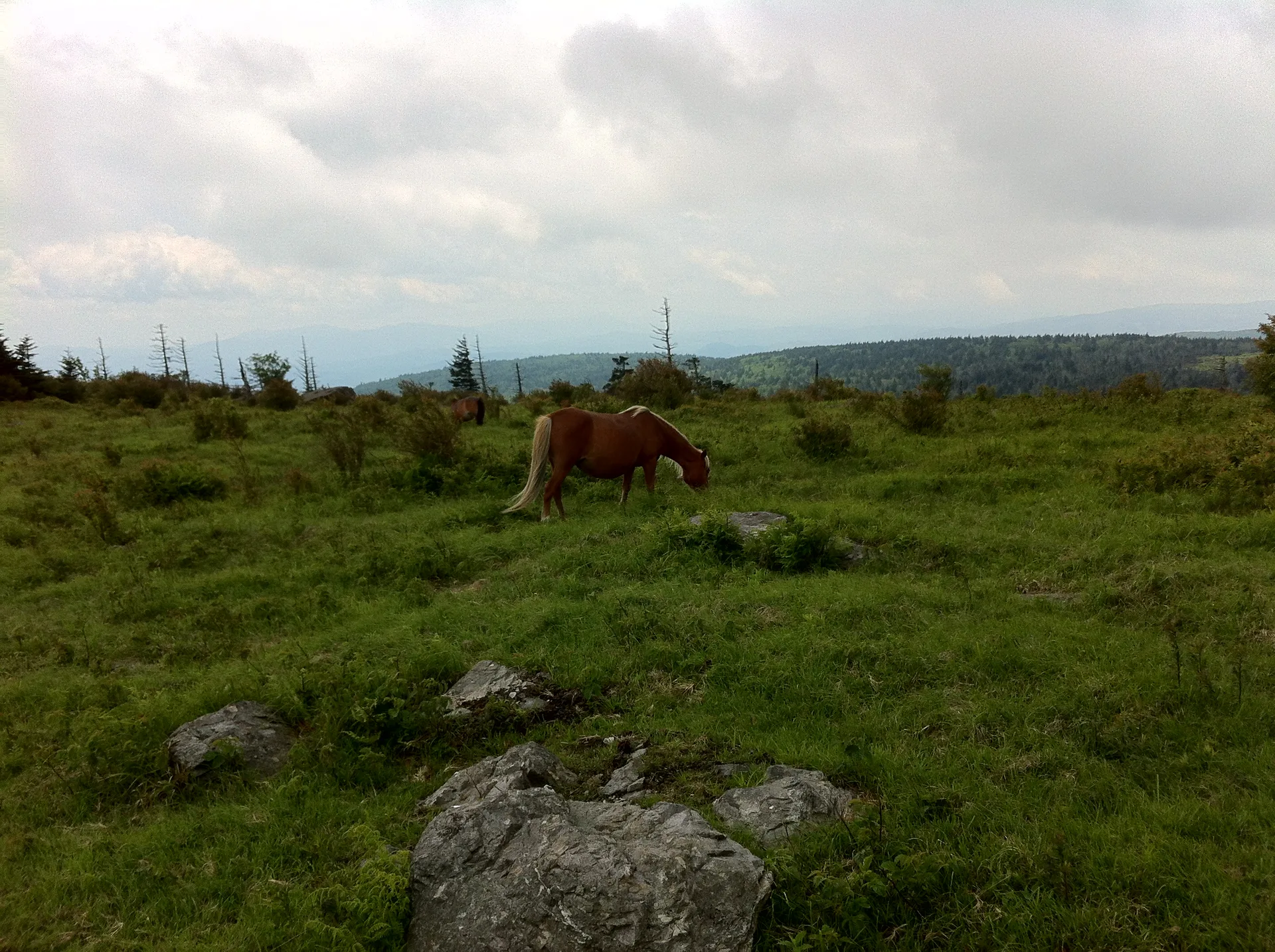 Photo on the Appalachian Trail near Mount Rogers, Virginia, June 3, 2012