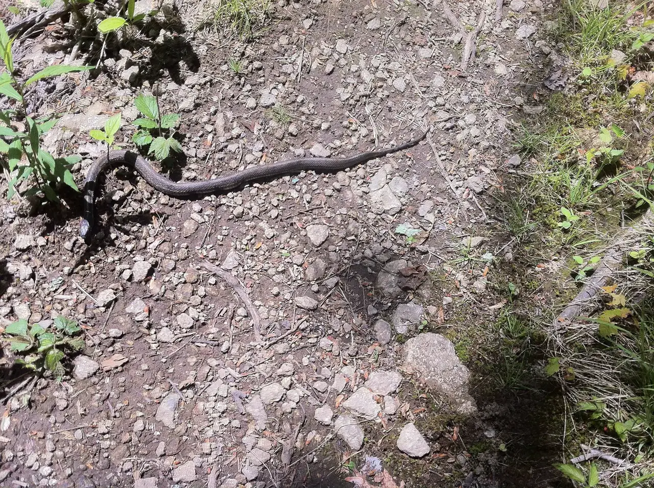 Photo on the Appalachian Trail near Davenport Gap, Tennessee, May 11, 2012