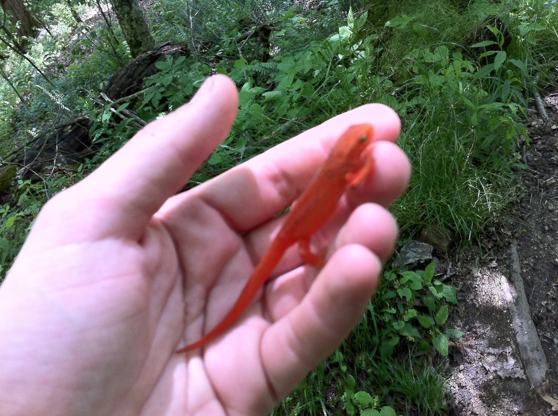Photo on the Appalachian Trail near Roan Mountain, Tennessee, May 24, 2012