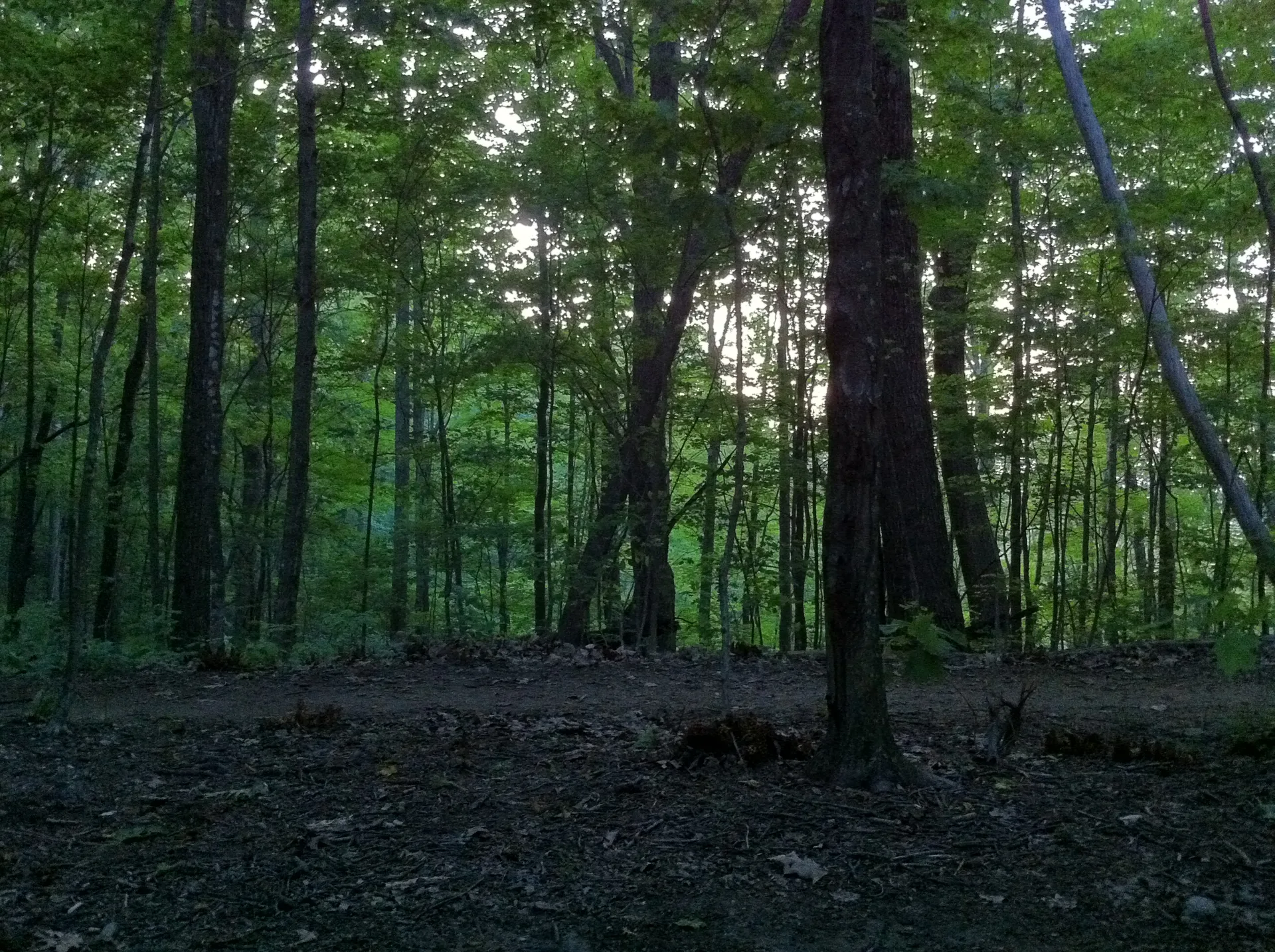 Photo on the Appalachian Trail near Roan Mountain, Tennessee, May 27, 2012