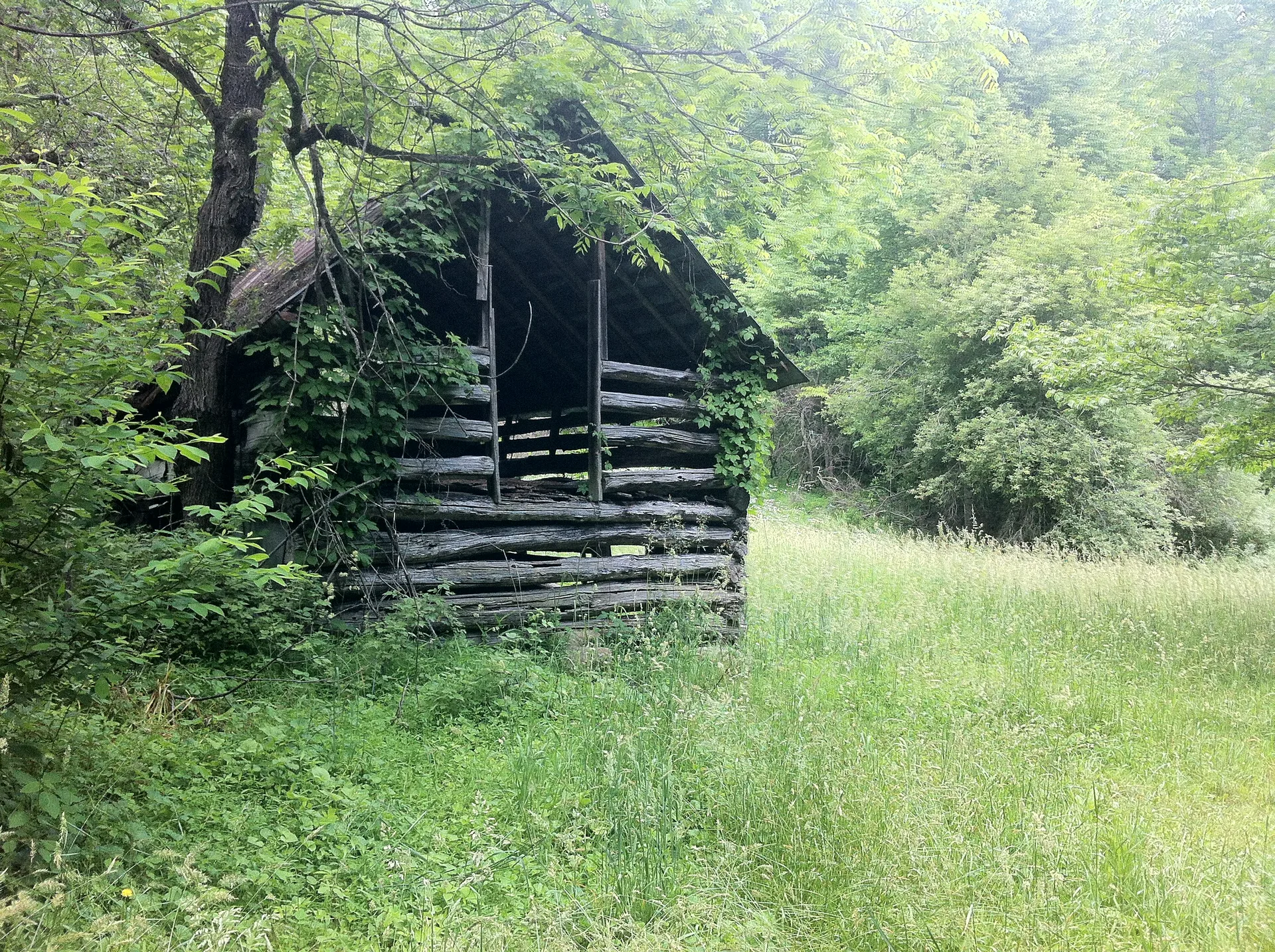 Photo on the Appalachian Trail near Roan Mountain, Tennessee, May 27, 2012