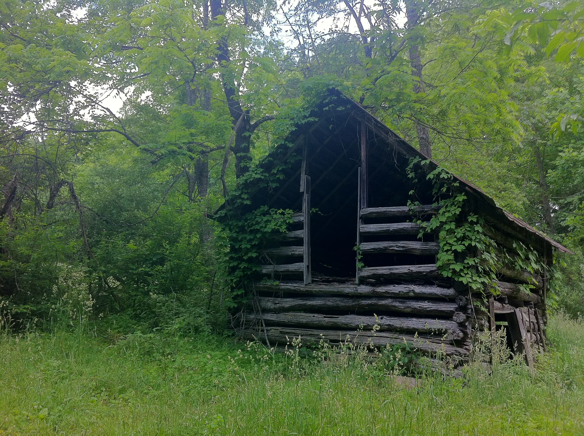Photo on the Appalachian Trail near Roan Mountain, Tennessee, May 27, 2012
