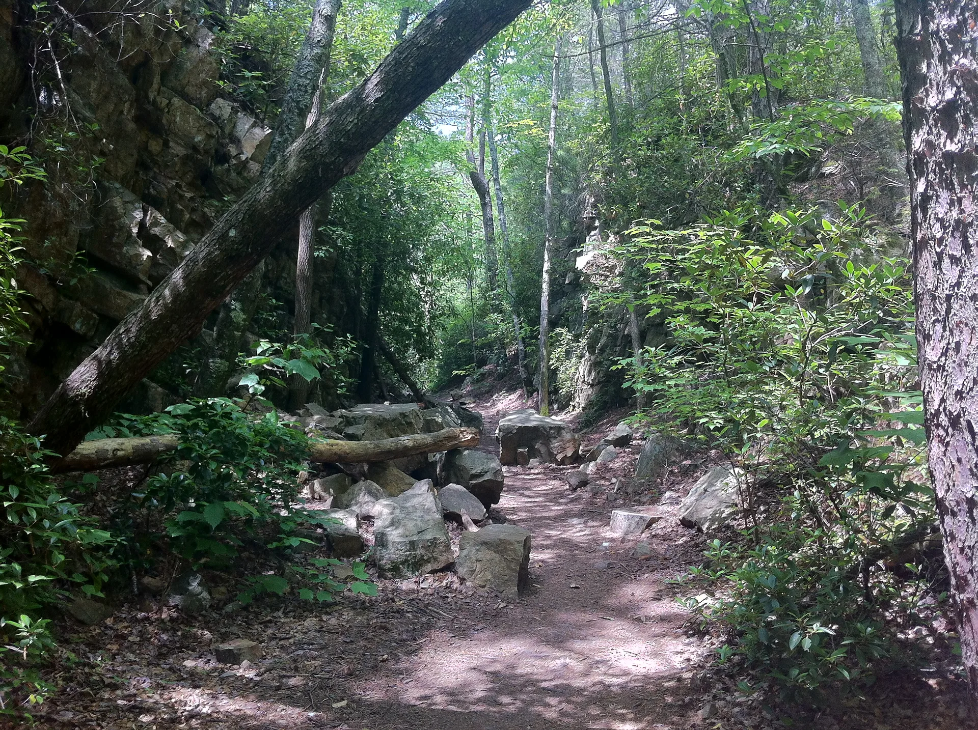 Photo on the Appalachian Trail near Roan Mountain, Tennessee, May 27, 2012
