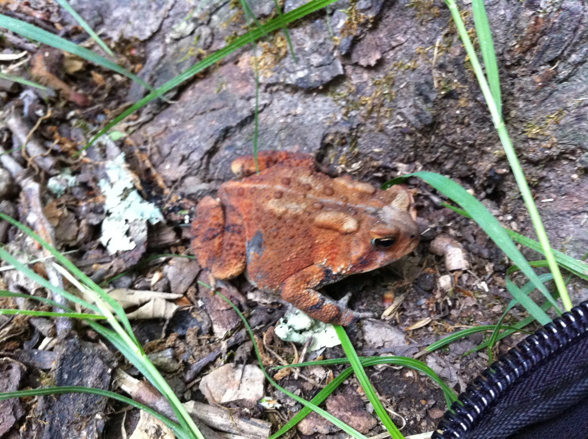 Photo on the Appalachian Trail near Damascus, Tennessee, May 31, 2012