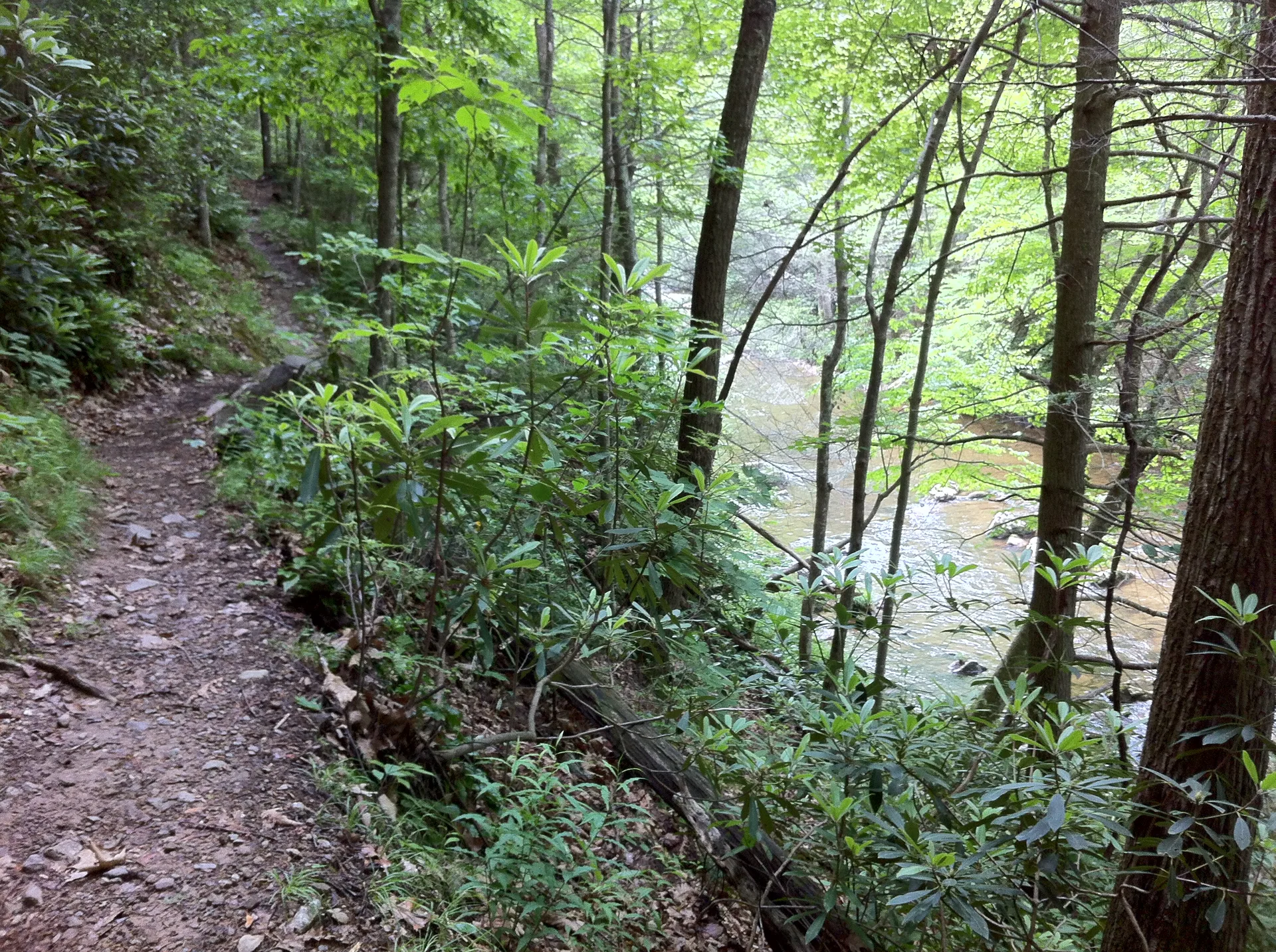 Photo on the Appalachian Trail near Damascus, Virginia, June 1, 2012