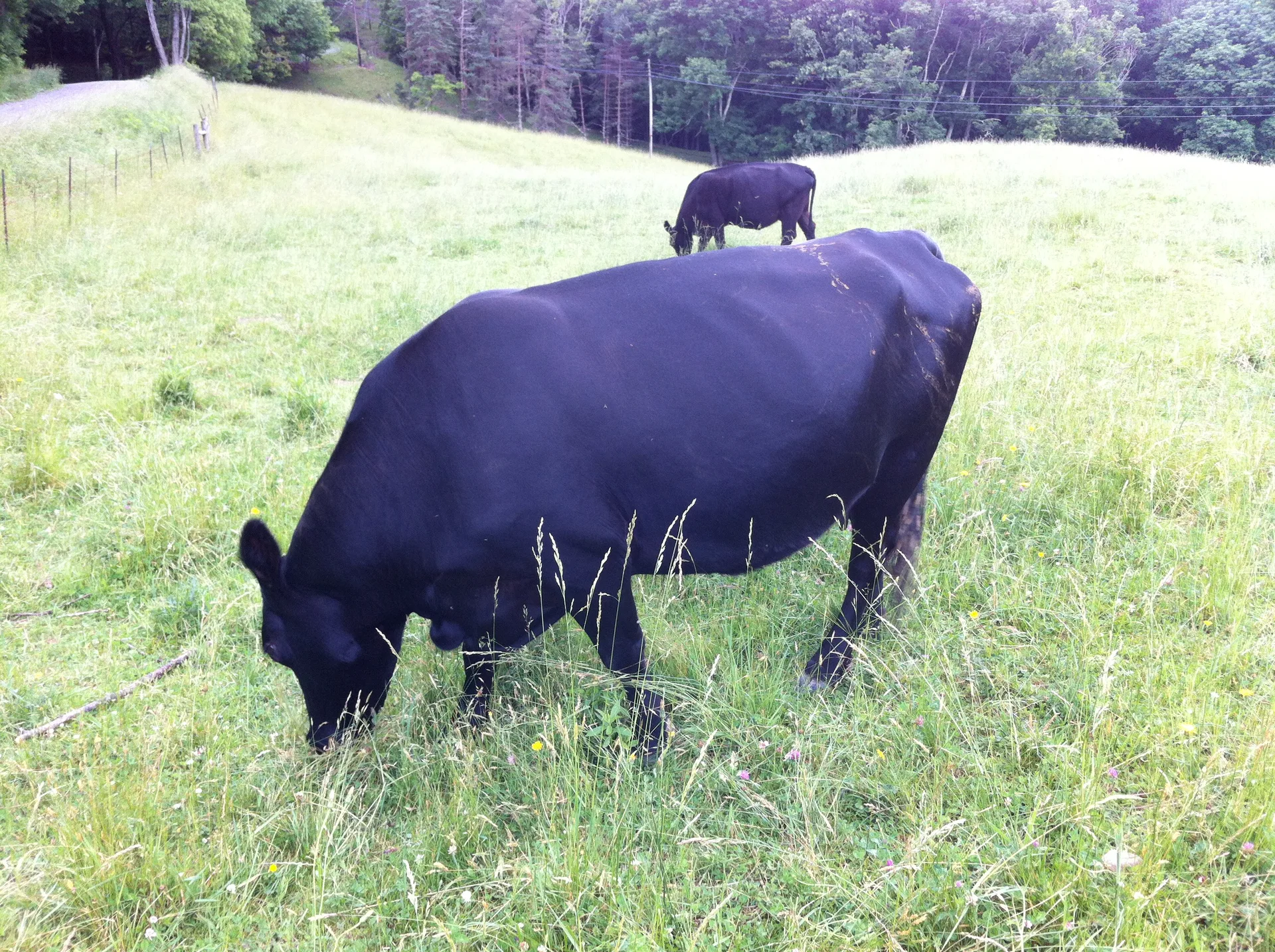 Photo on the Appalachian Trail near Damascus, Virginia, June 1, 2012