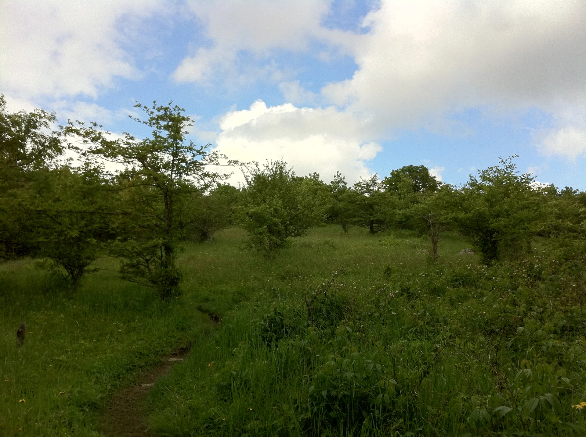 Photo on the Appalachian Trail near Damascus, Virginia, June 1, 2012