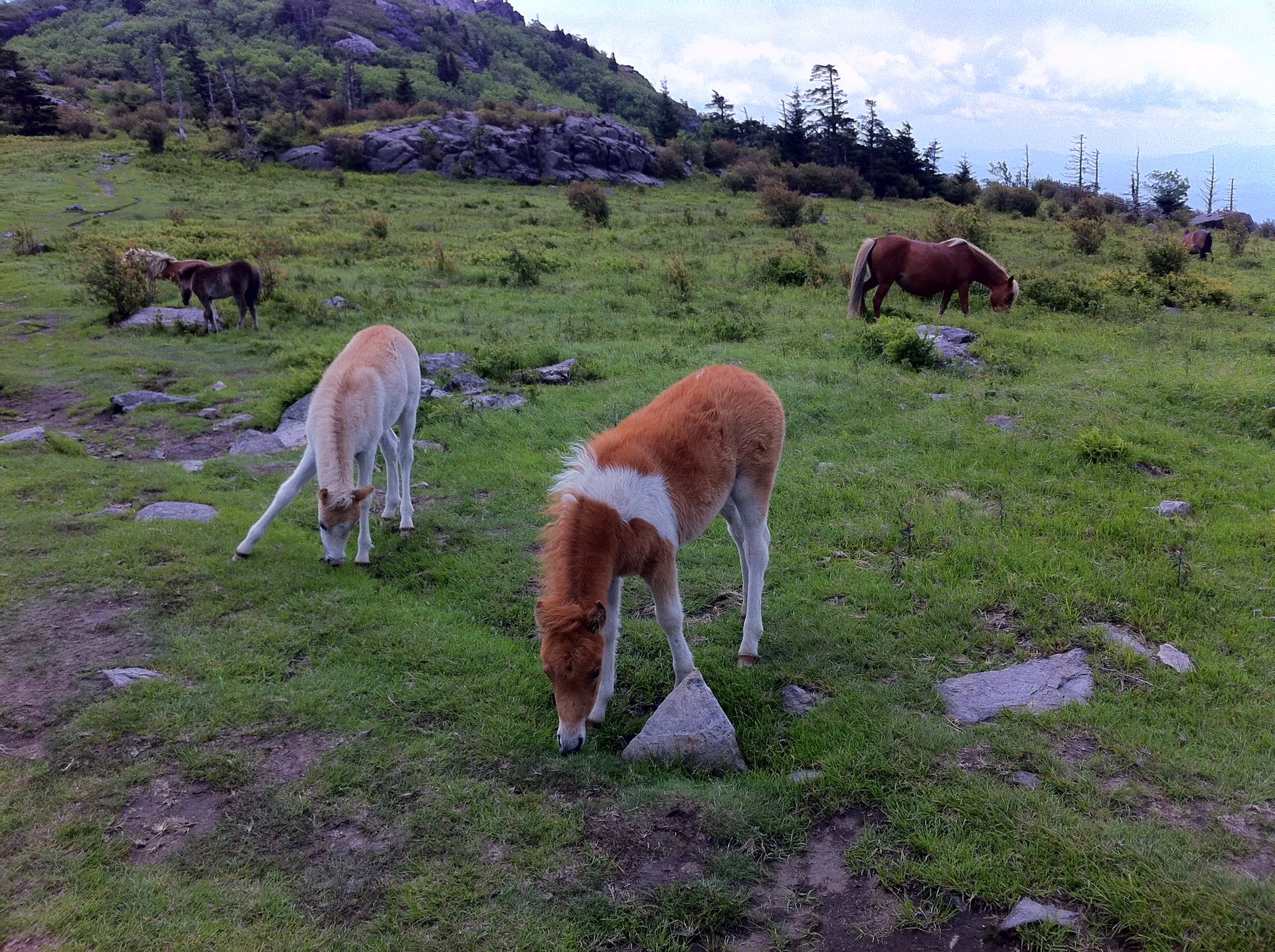 Photo on the Appalachian Trail near Mount Rogers, Virginia, June 3, 2012