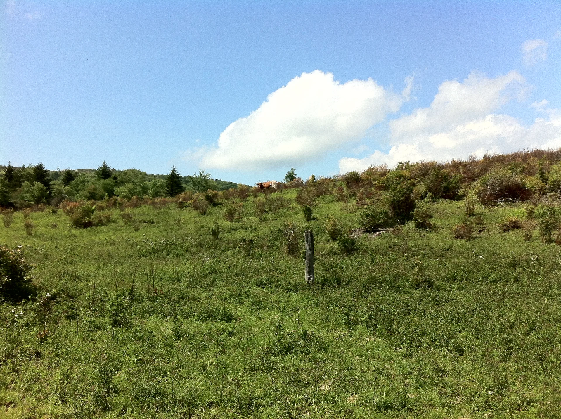 Photo on the Appalachian Trail near Mount Rogers, Virginia, June 3, 2012