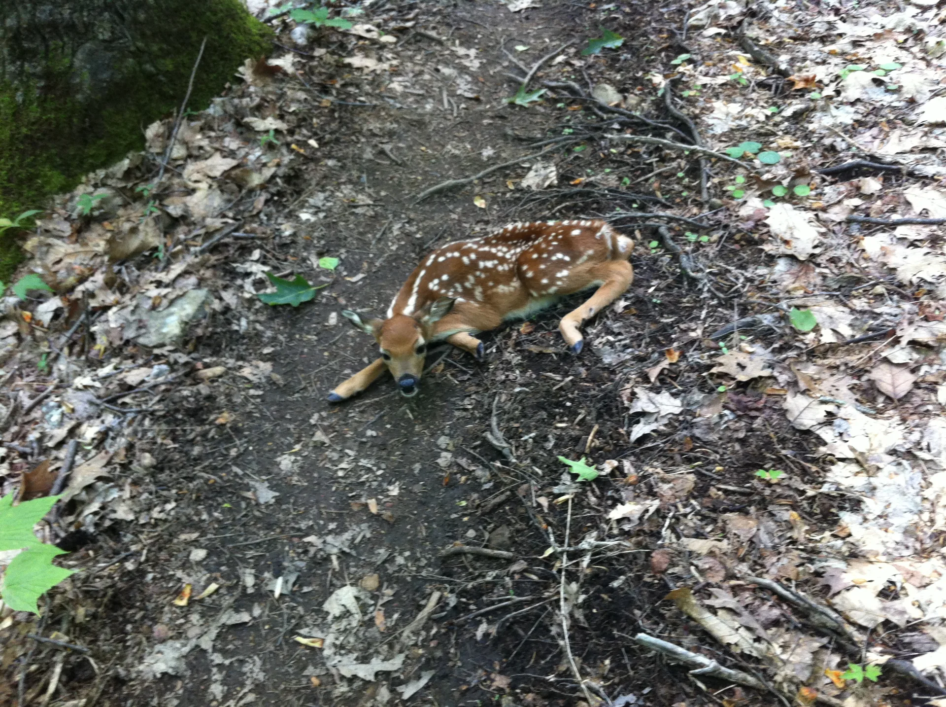 Photo on the Appalachian Trail near Marion, Virginia, June 4, 2012