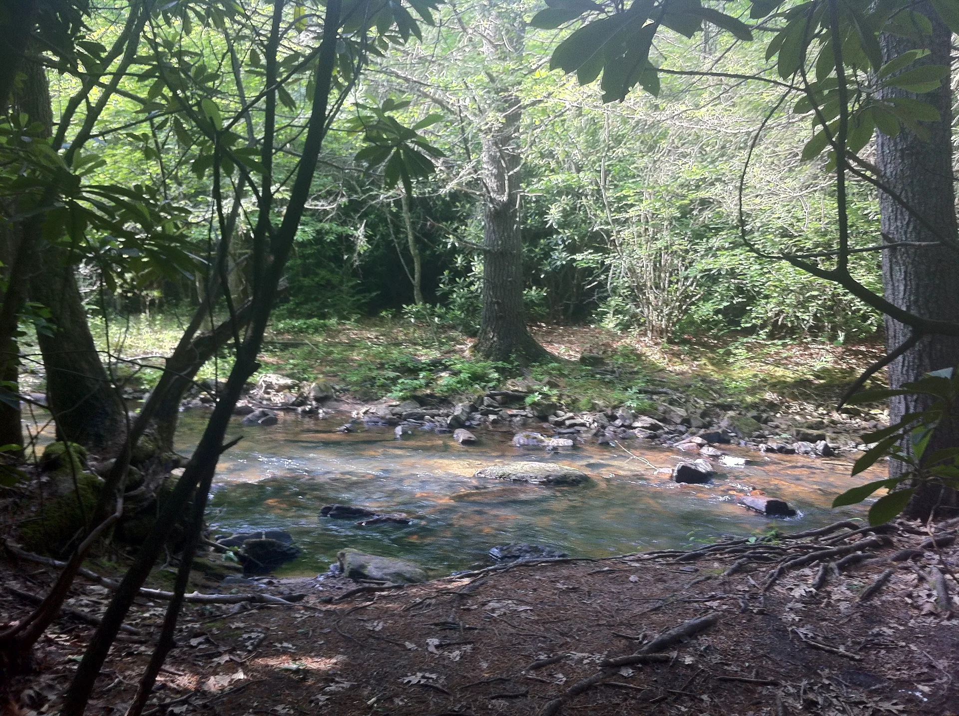Photo on the Appalachian Trail near Pearisburg, Virginia, June 9, 2012