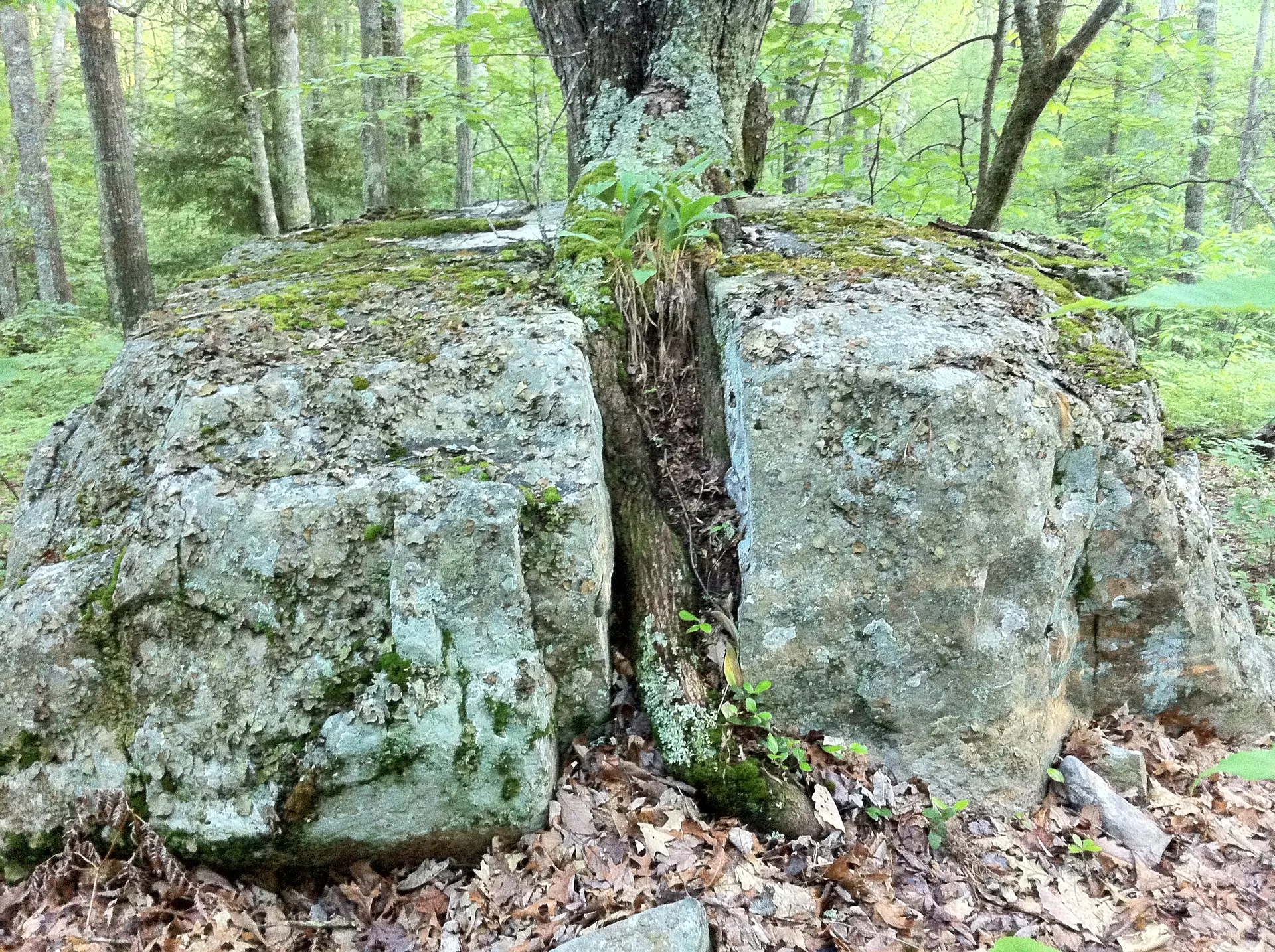 Photo on the Appalachian Trail near Pearisburg, Virginia, June 13, 2012