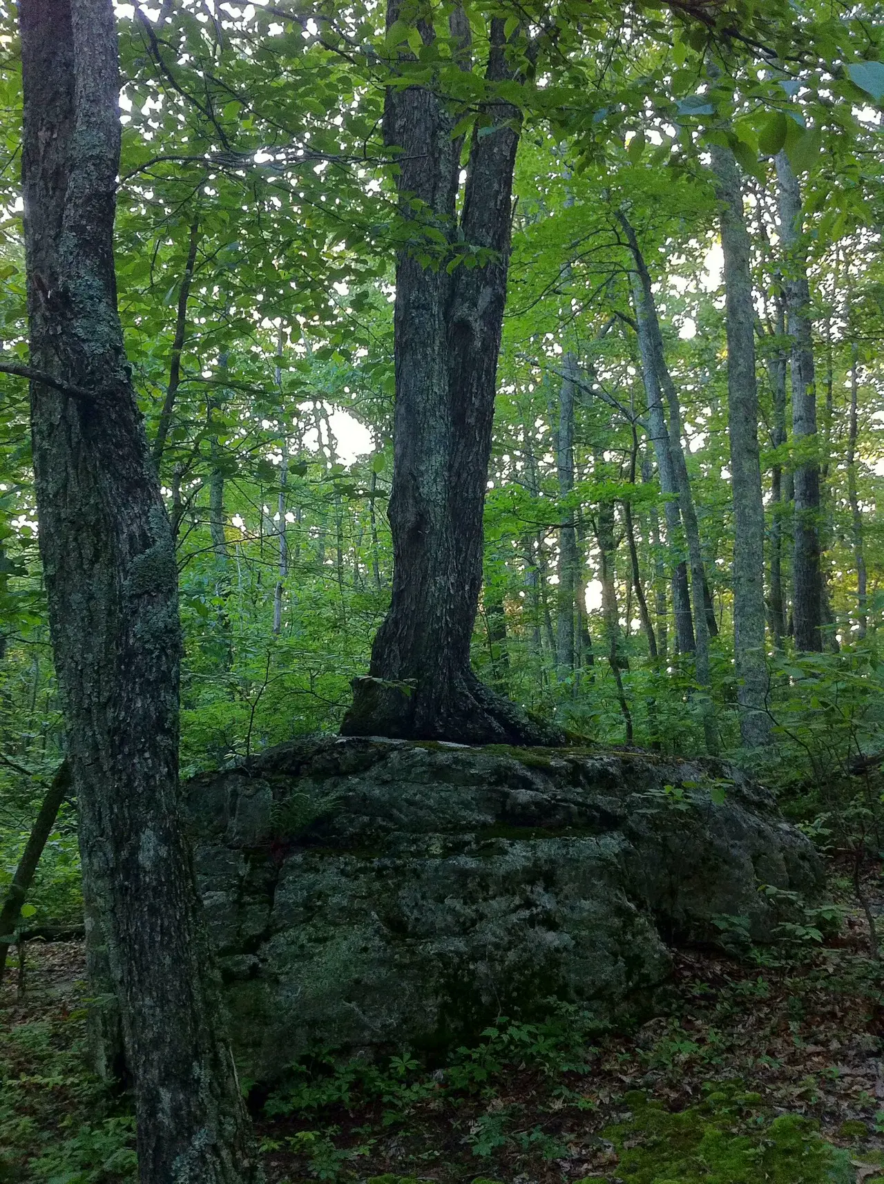 Photo on the Appalachian Trail near Pearisburg, Virginia, June 13, 2012