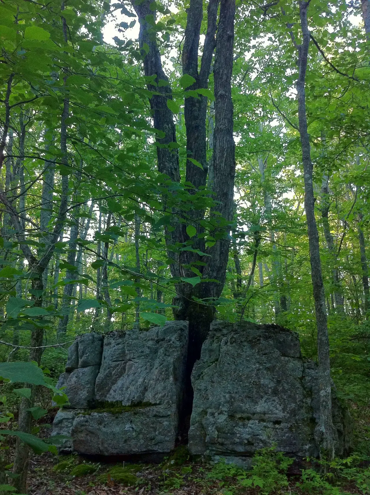 Photo on the Appalachian Trail near Pearisburg, Virginia, June 13, 2012