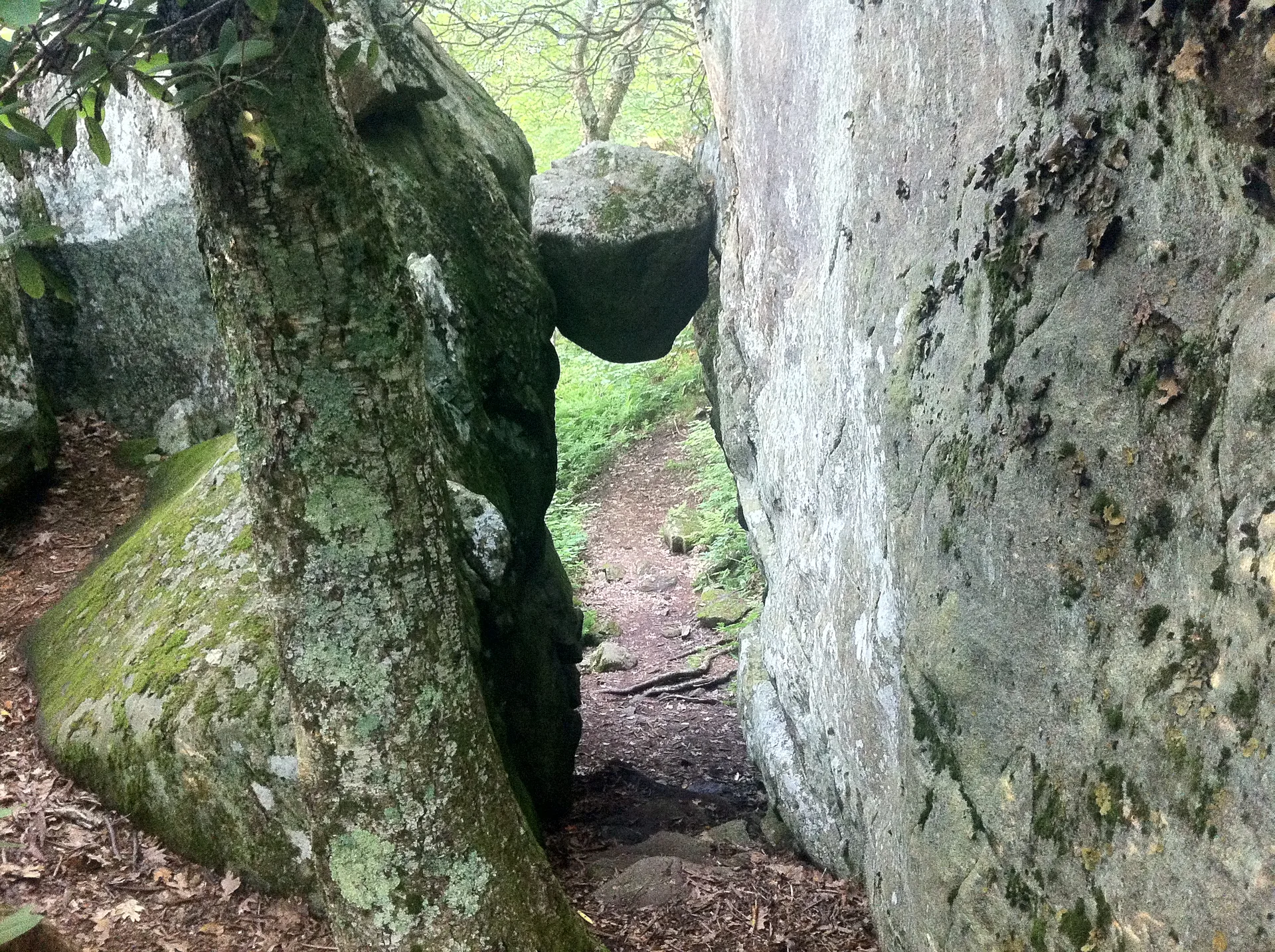 Photo on the Appalachian Trail near Daleville, Virginia, June 20, 2012