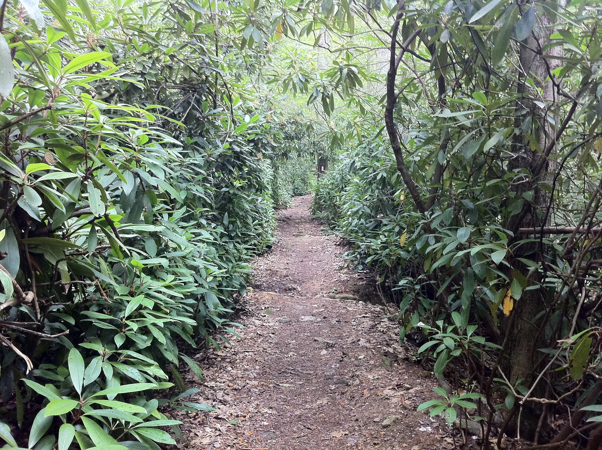 Photo on the Appalachian Trail near Pen Mar, Maryland, July 13, 2012