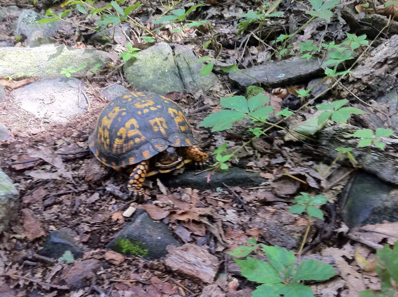 Photo on the Appalachian Trail near Boiling Springs, Pennsylvania, July 30, 2012
