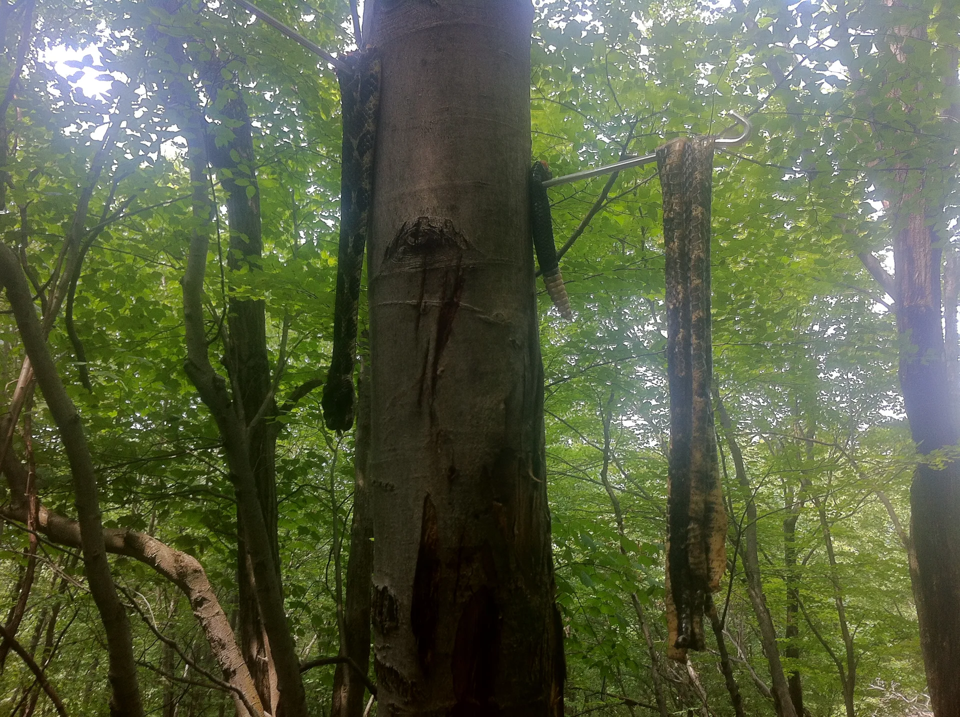 Photo on the Appalachian Trail near Duncannon, Pennsylvania, August 1, 2012
