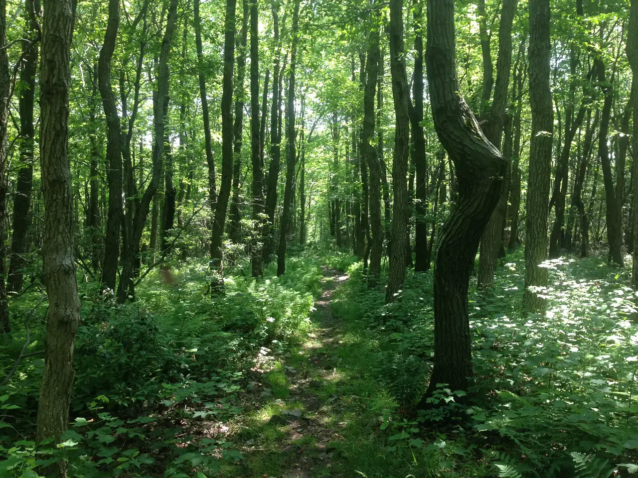 Photo on the Appalachian Trail near Lehigh Gap, Pennsylvania, June 24, 2013
