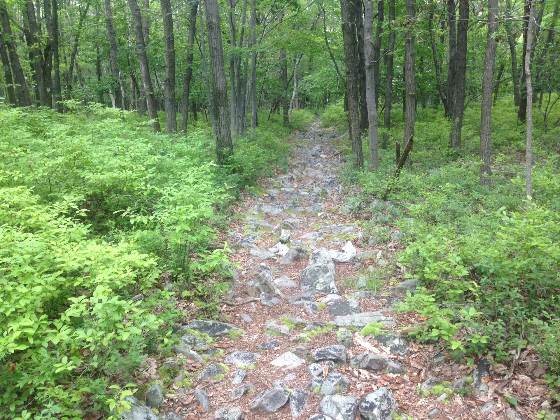 Photo on the Appalachian Trail near Delaware Water Gap, Pennsylvania, June 27, 2013