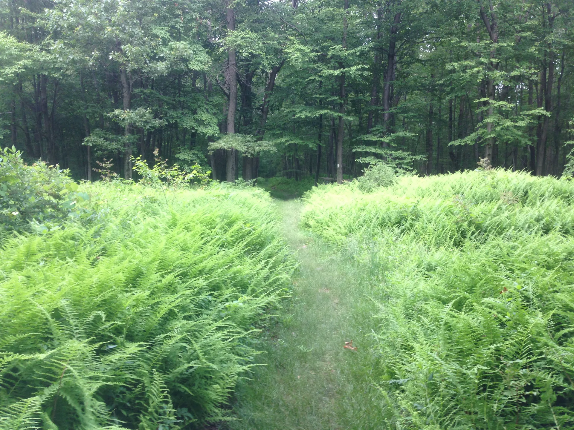 Photo on the Appalachian Trail near Delaware Water Gap, Pennsylvania, June 27, 2013
