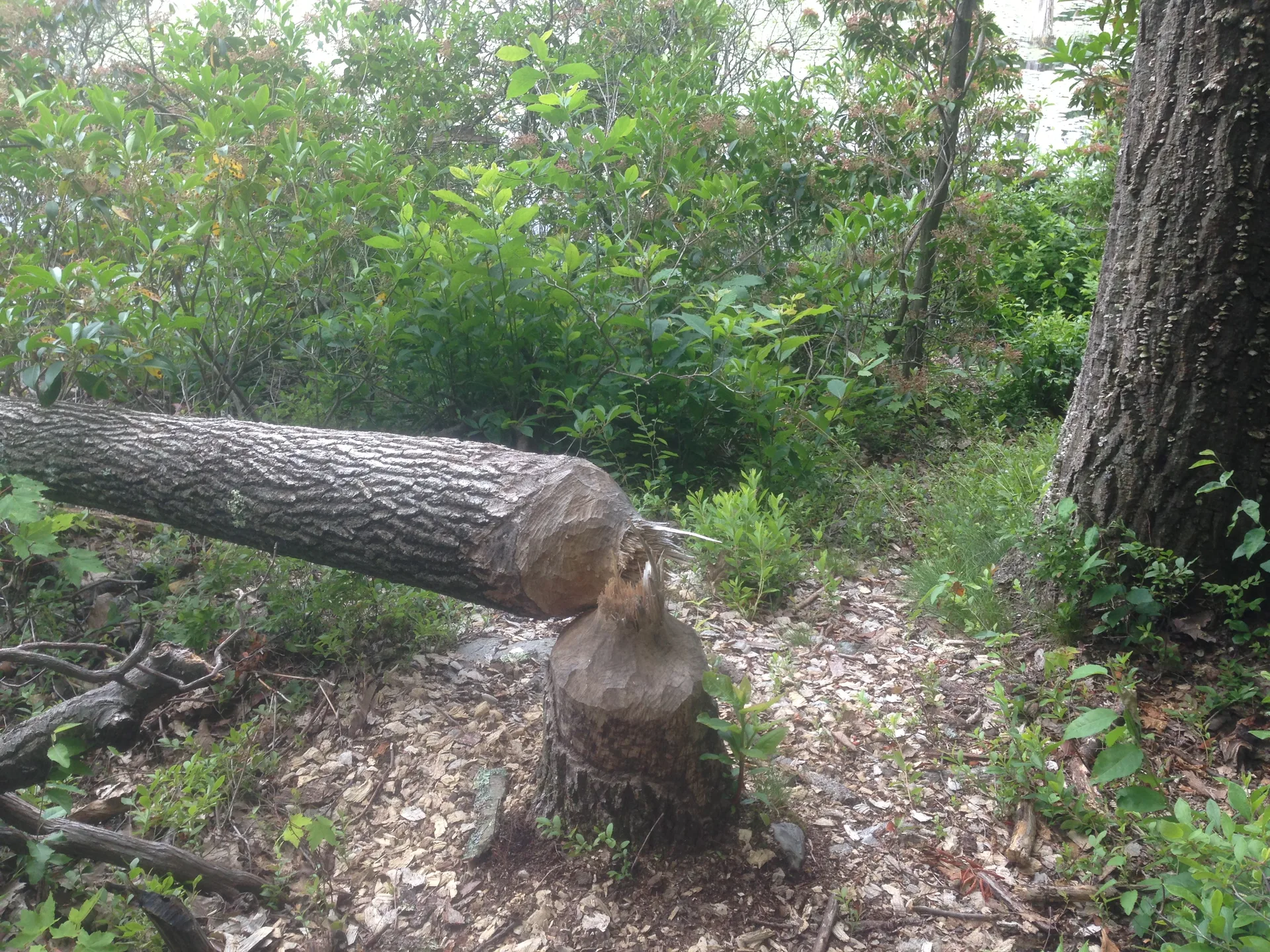 Photo on the Appalachian Trail near High Point, New Jersey, June 30, 2013