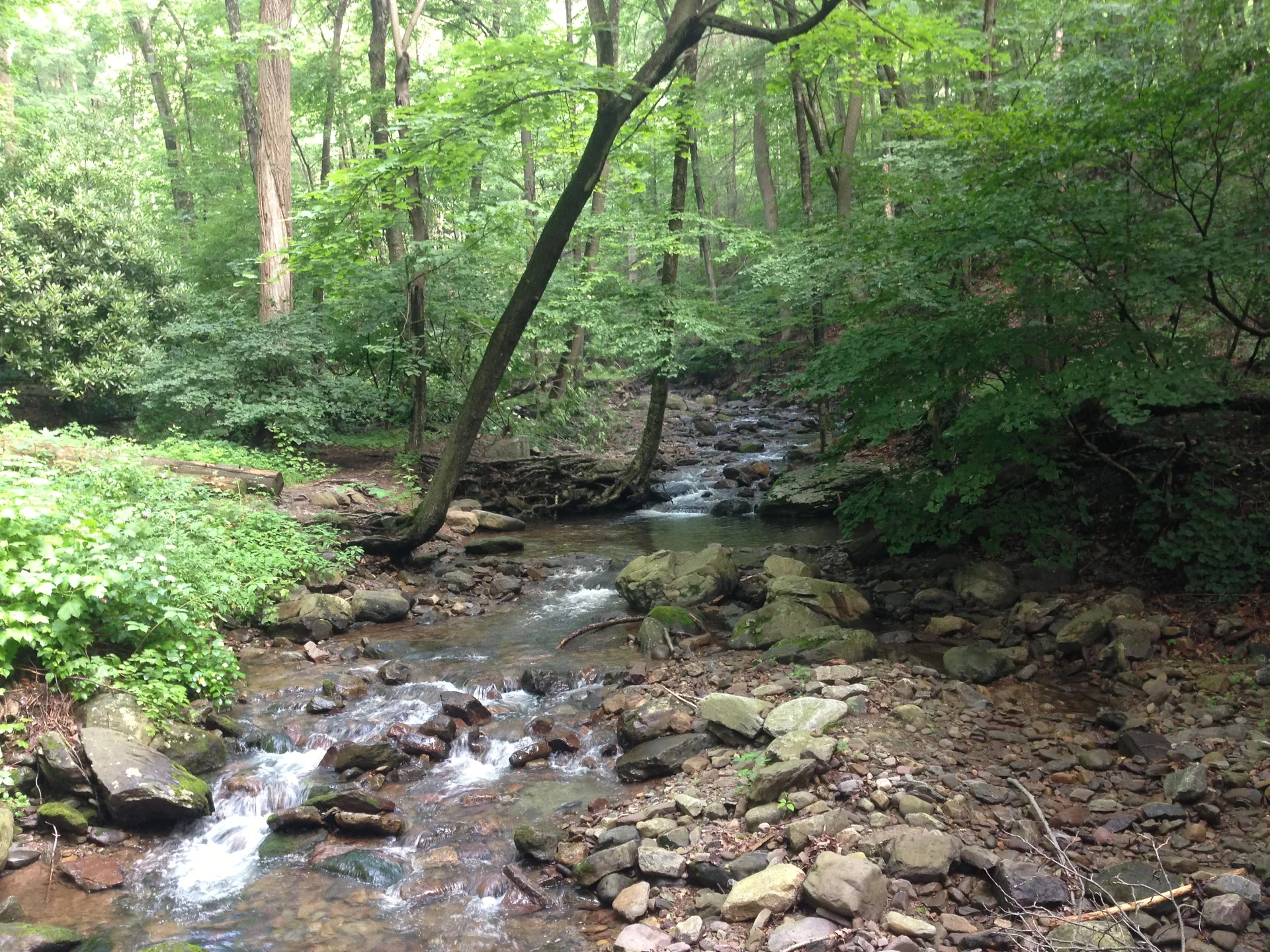 Photo on the Appalachian Trail near Sunfish Pond, New Jersey, June 29, 2013