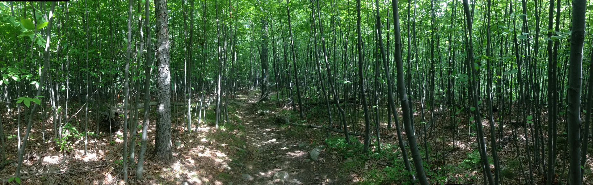 Photo on the Appalachian Trail near Harriman State Park, New York, July 11, 2013