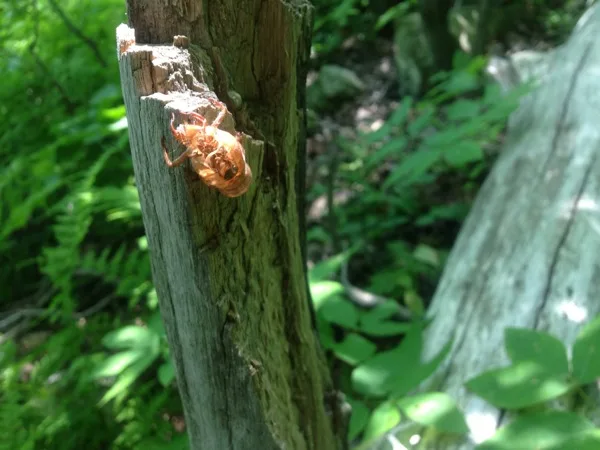 Photo on the Appalachian Trail near Delaware Water Gap, Pennsylvania, June 26, 2013